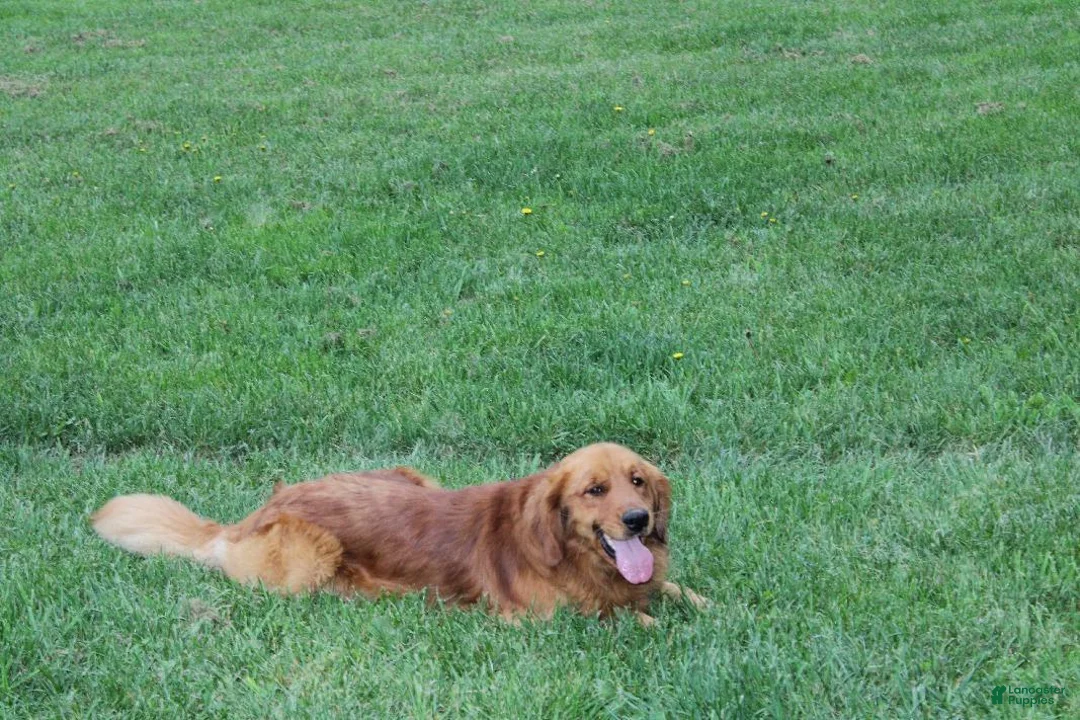 Goldendoodle dogs for sale: Veera - Ad 7