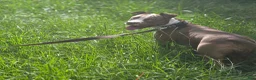 American Pit Bull Terrier dogs for sale: Zoey - Ad 5
