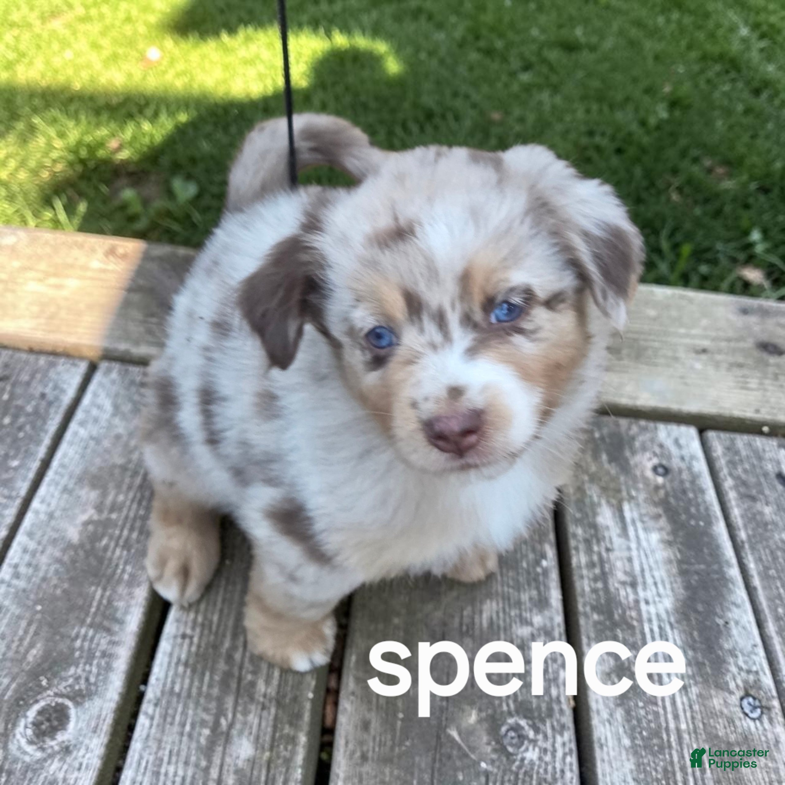 Australian Shepherd dogs Spence - Ad 1