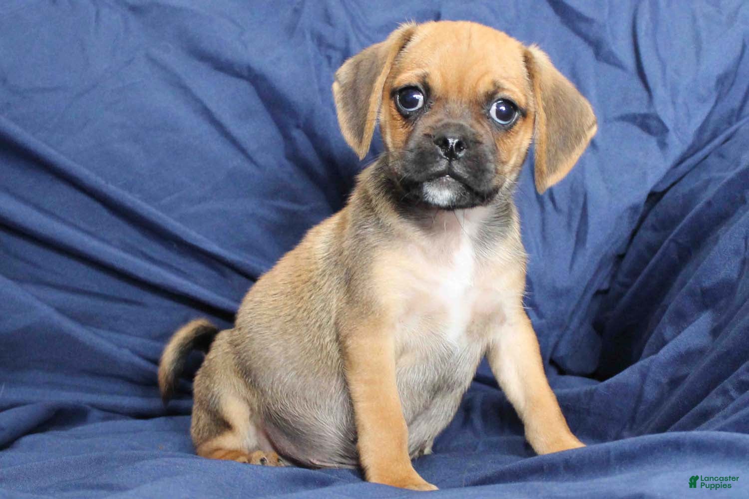 Puggle dogs Dash - Ad 15