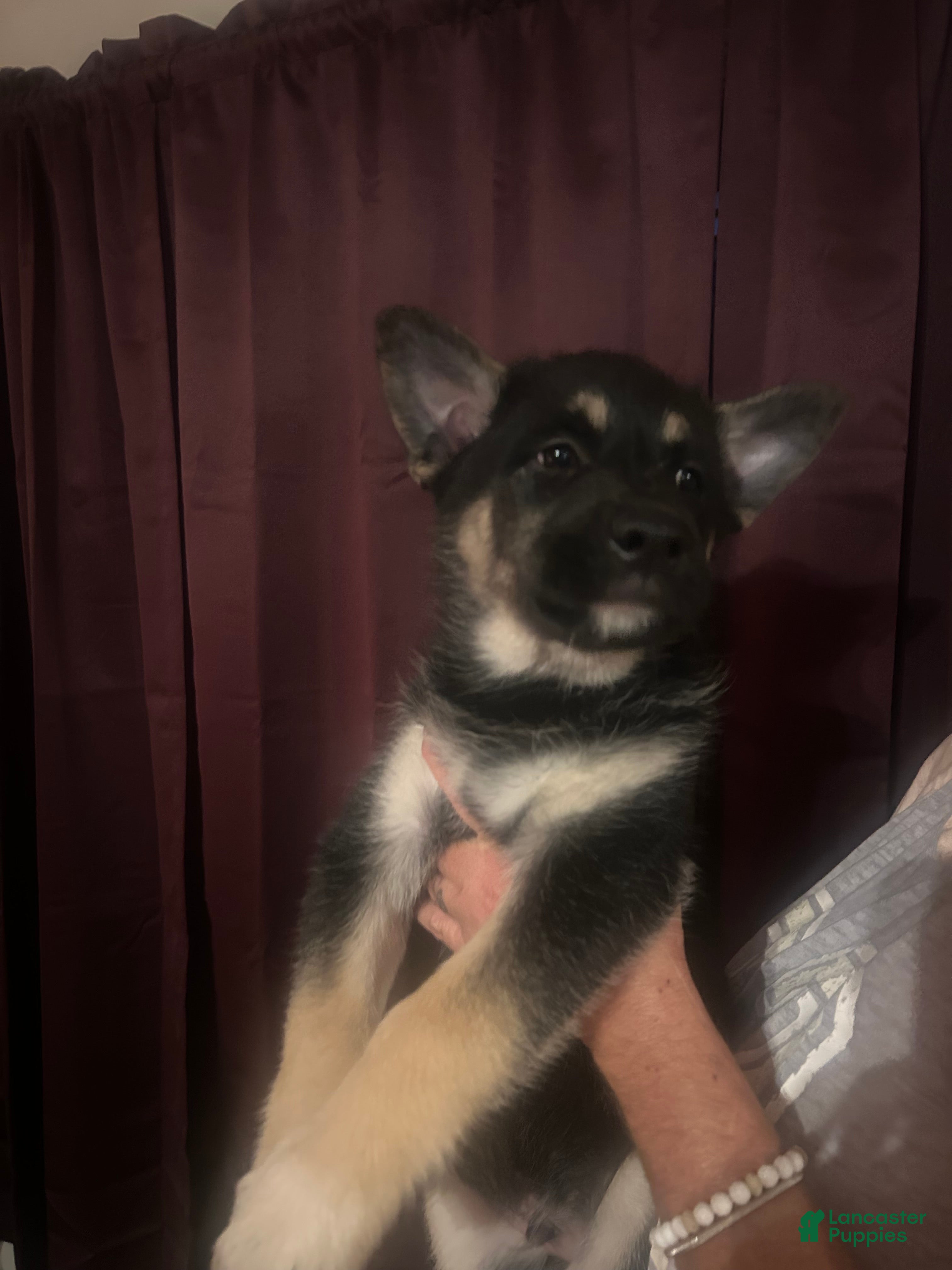 Mixed Breed dogs Mixed Breed Puppy 1 - Ad 41