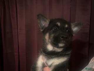 Mixed Breed dogs Mixed Breed Puppy 1 - Ad 41
