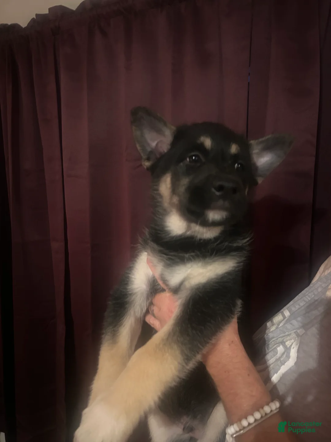 Mixed Breed dogs for sale: Mixed Breed Puppy 1 - Ad 7