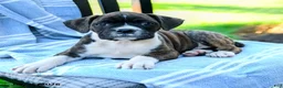 Boxer dogs for sale: Ophelia  - Ad 5