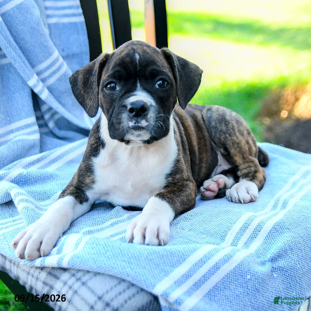 Boxer dogs for sale: Ophelia  - Ad 5