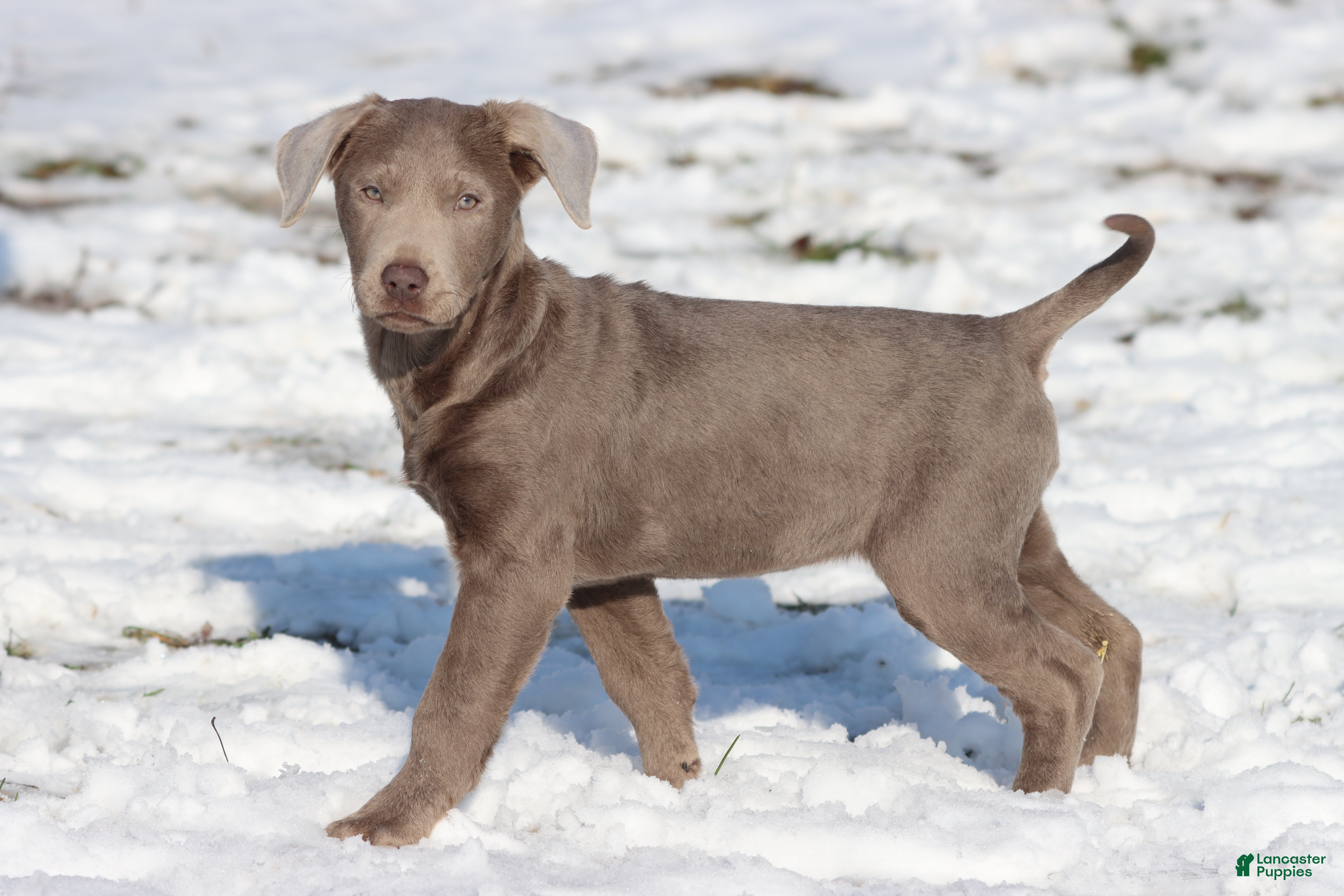 Labrador Retriever dogs Athena  - Ad 40