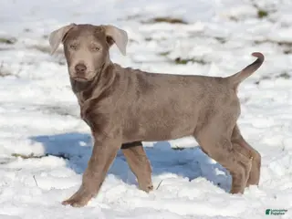 Labrador Retriever dogs Athena - Ad 40