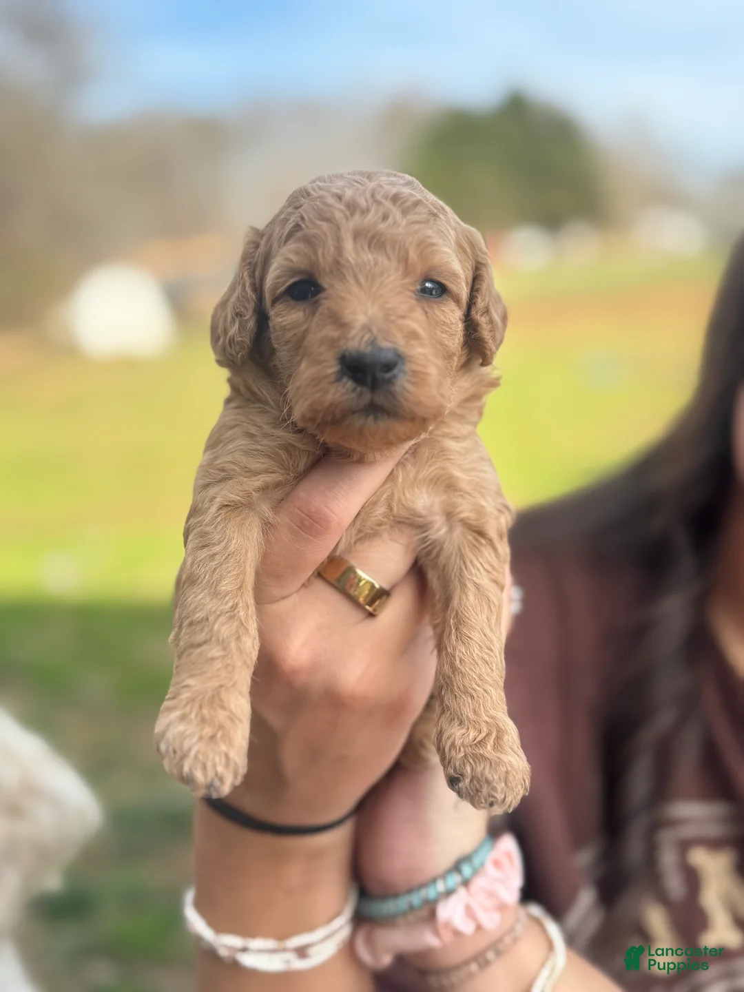Mini Goldendoodle dogs for sale: Mini Goldendoodle Puppy 4 - Ad 1