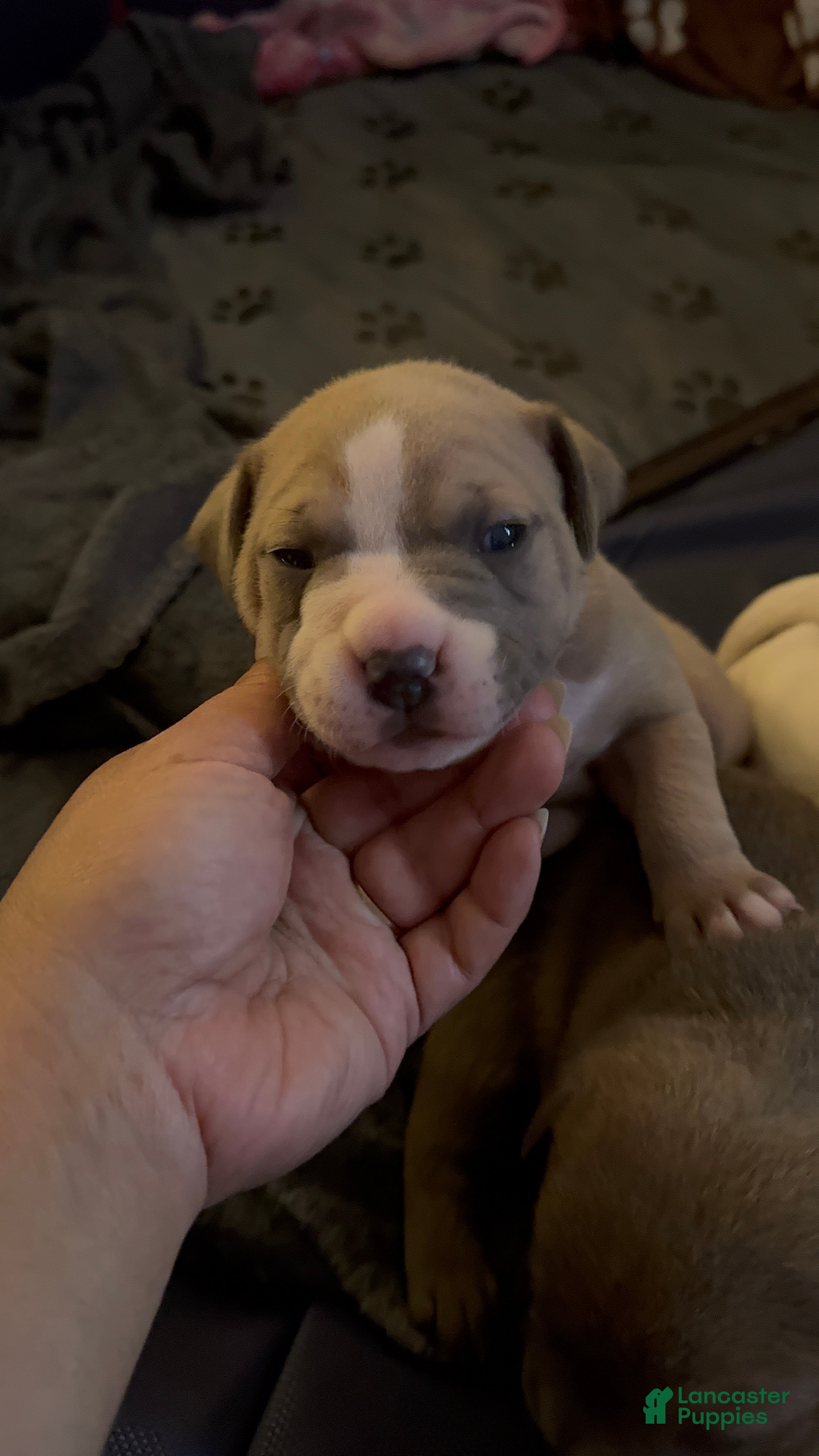 American Bully dogs American Bully Puppy 2 - Ad 2
