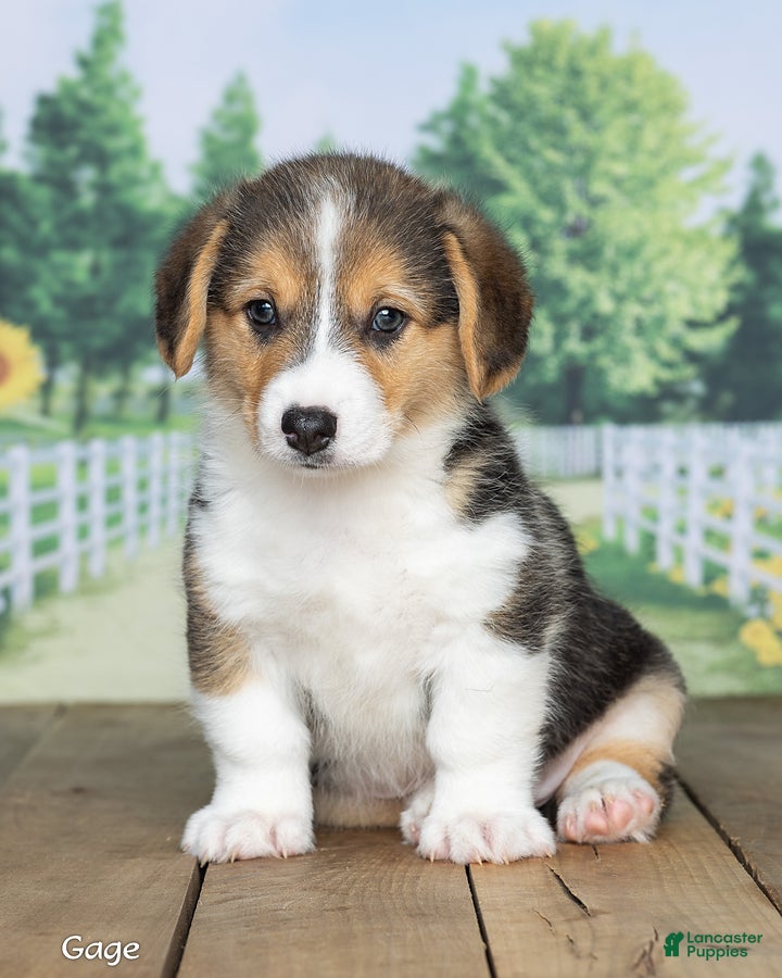 Welsh Corgi Pembroke dogs Gage - Ad 2