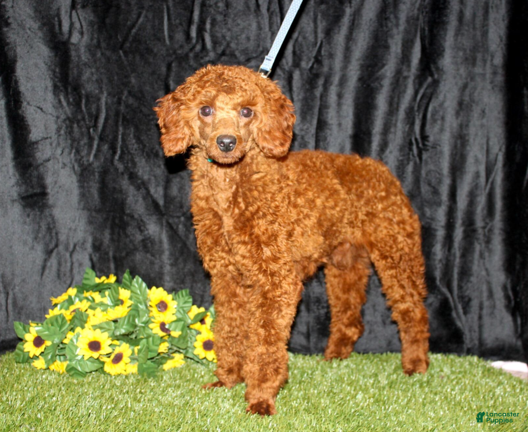 Cavapoo dogs for sale: Violet - Ad 6