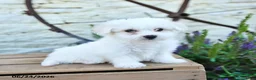 Mixed Breed dogs for sale: Olivia - Ad 3