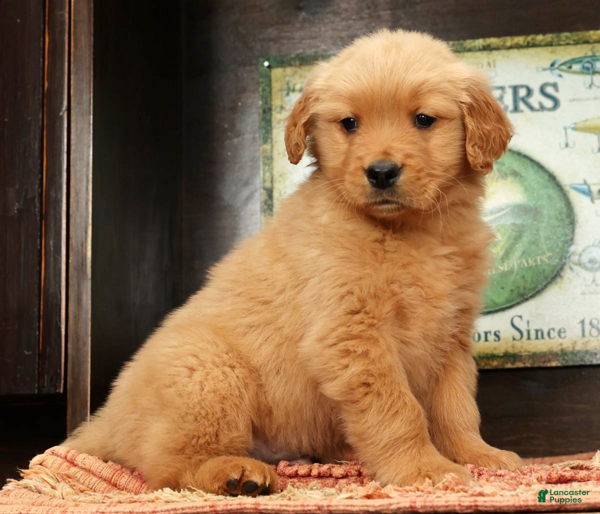 Golden Retriever dogs Lee - Ad 5