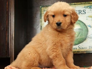 Golden Retriever dogs Lee - Ad 5