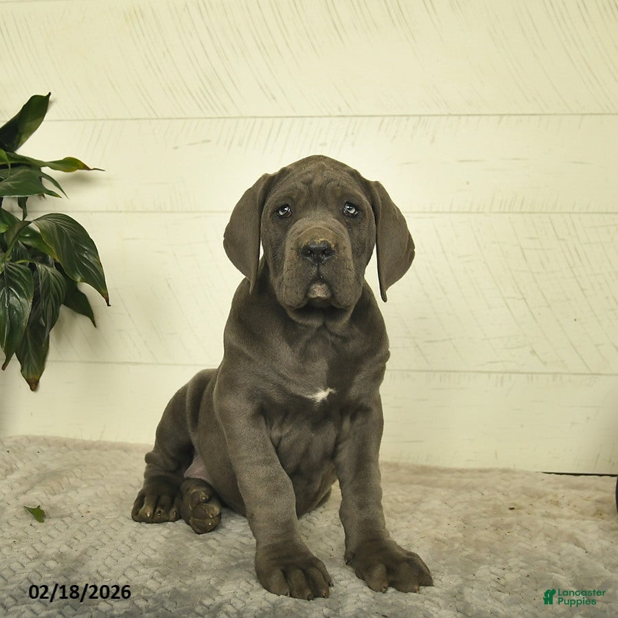 Cane Corso dogs Happy - Ad 1
