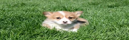 Welsh Corgi Pembroke dogs for sale: Rory - Ad 3