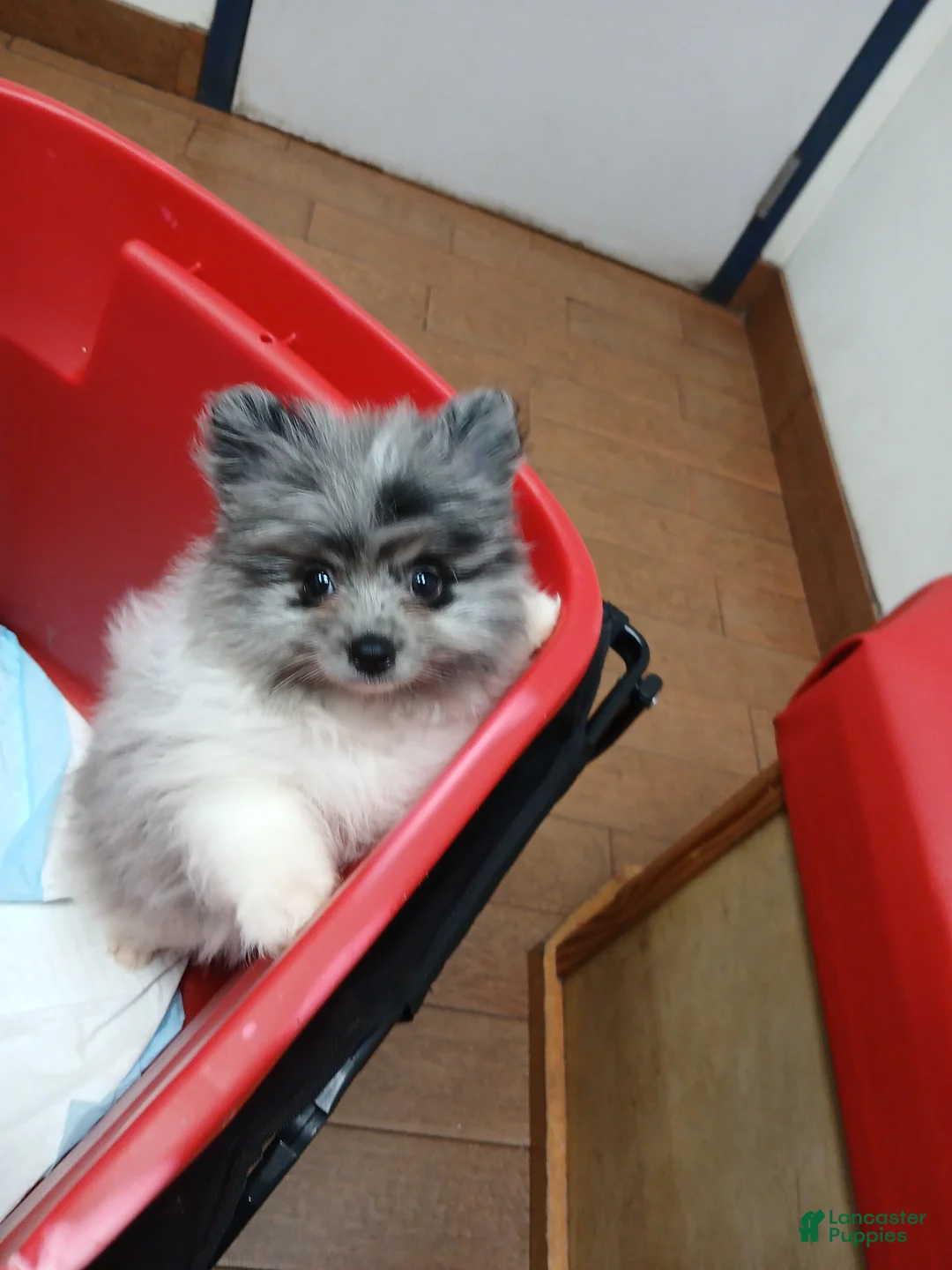 Pomeranian dogs for sale: Lishu - Ad 1