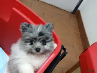 Pomeranian dogs Lishu - Ad 32