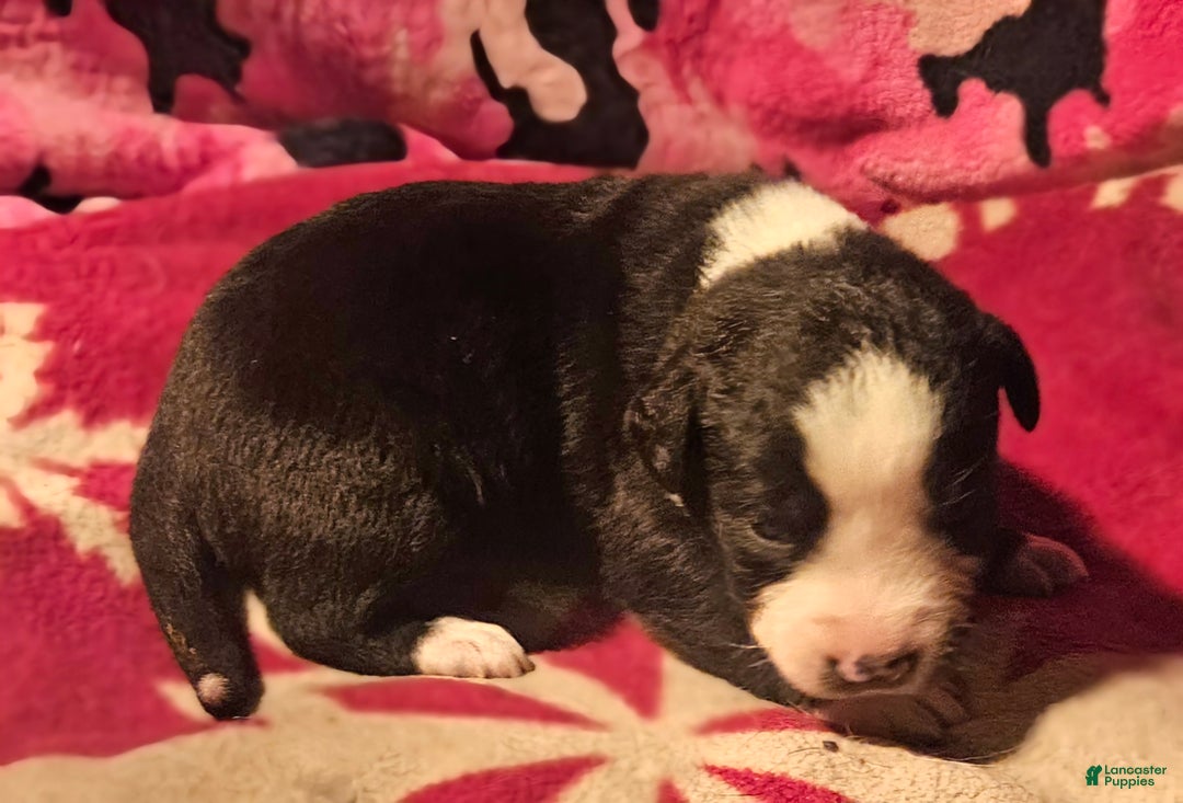 Border Collie dogs for sale: Earl - Ad 11