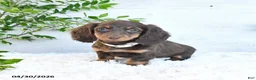 Miniature Dachshund dogs for sale: Megan - Ad 4
