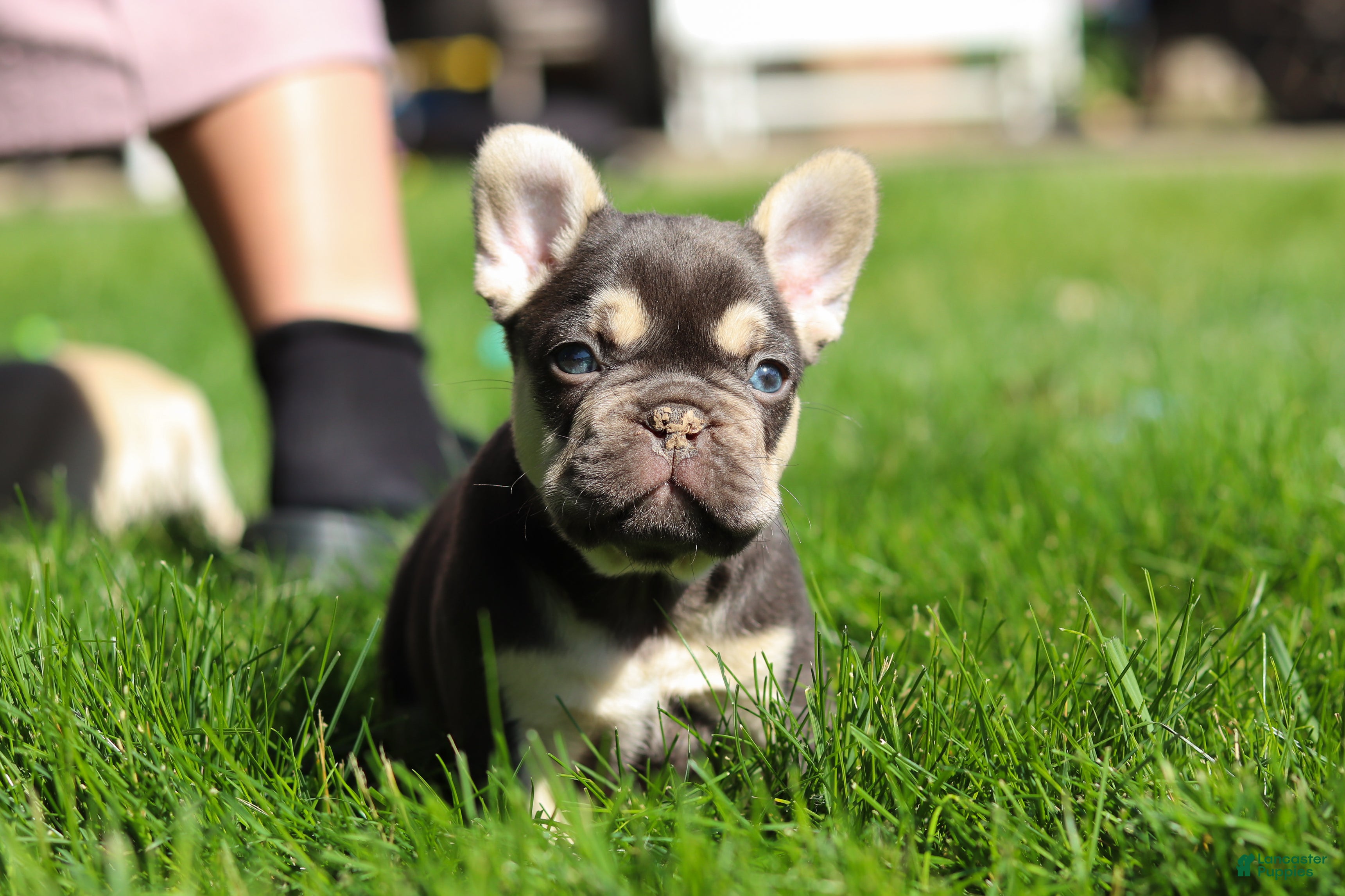 French Bulldog dogs for sale: Chase - Ad 8