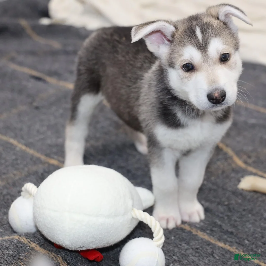 Siberian Husky dogs for sale: Siberian Husky Puppy 1 - Ad 1