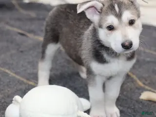 Siberian Husky dogs Siberian Husky Puppy 1 - Ad 5