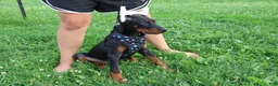 Doberman Pinscher dogs for sale: Doberman Pinscher 4 - Ad 3