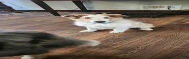 Shetland Sheepdog Puppy 1