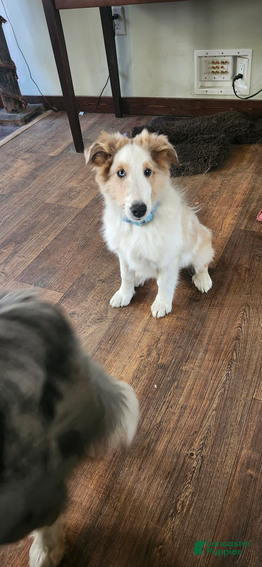 Shetland Sheepdog dogs for sale: Shetland Sheepdog Puppy 1 - Ad 1
