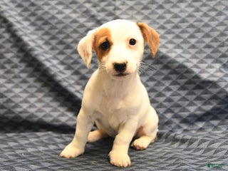 Jack Russell Terrier dogs - Ad 26