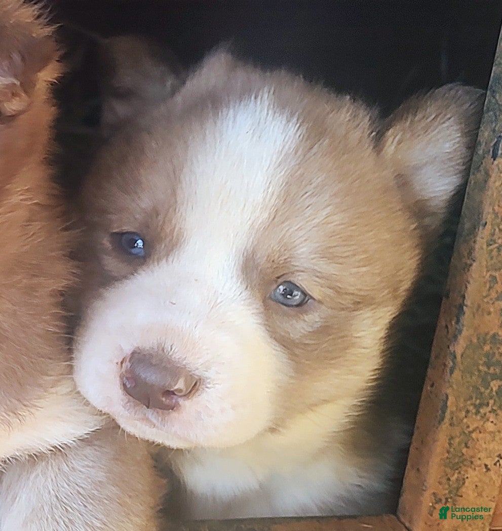 Siberian Husky dogs Siberian Husky Puppy 2 - Ad 11