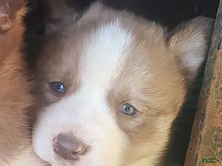 Siberian Husky dogs Siberian Husky Puppy 2 - Ad 11