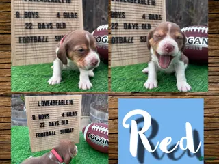 Beagle dogs Beagle Puppy 4 - Ad 27