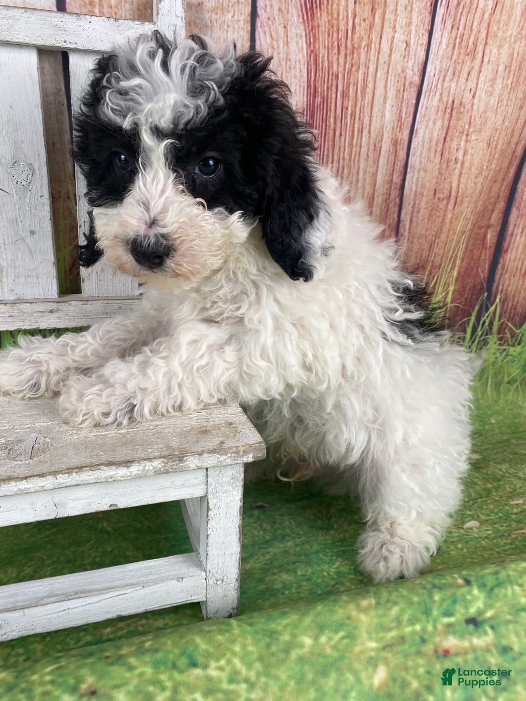 Miniature Poodle dogs for sale: Fred - Ad 6