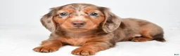 Miniature Dachshund dogs for sale: Max - Ad 9
