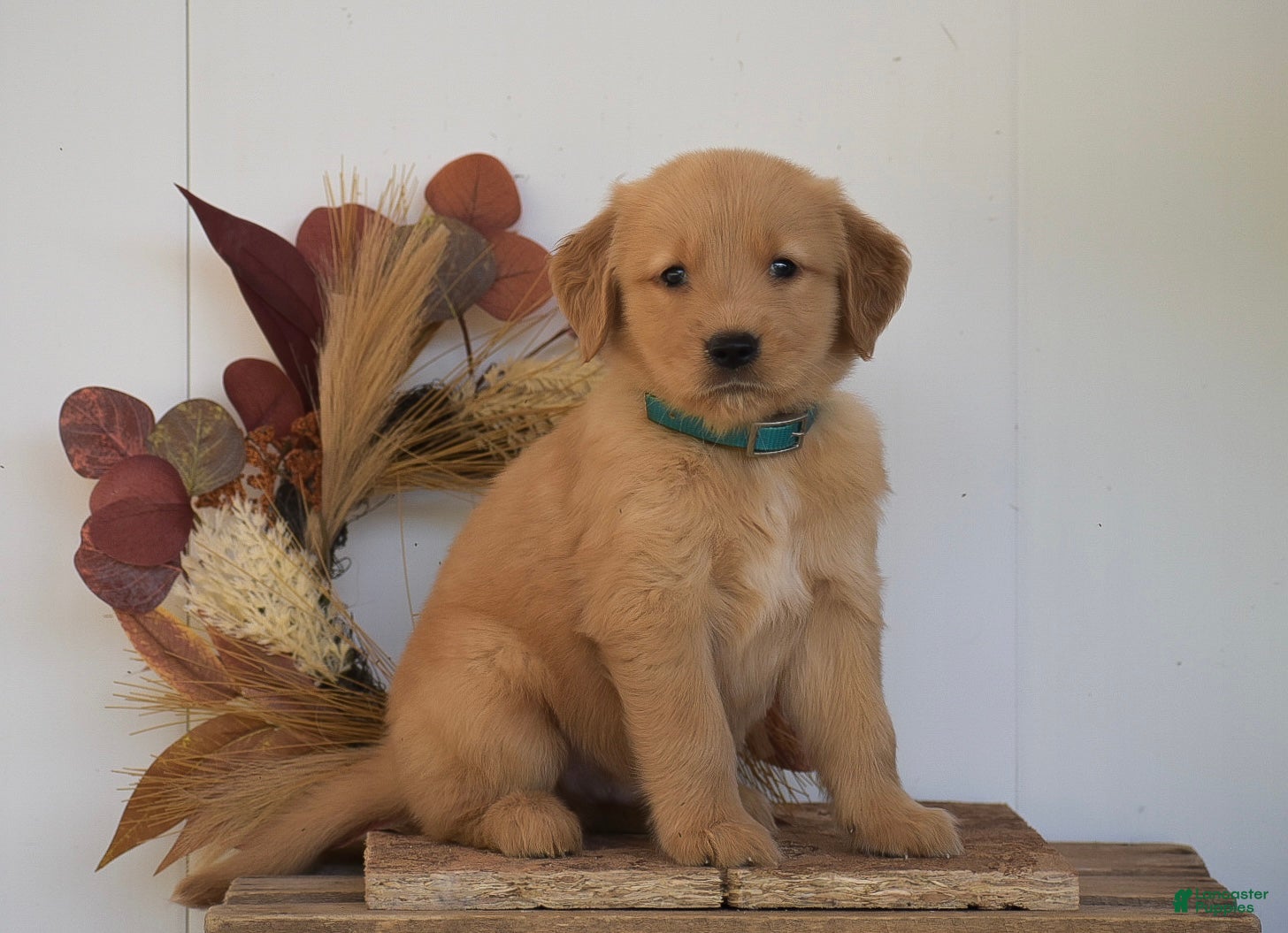 Golden Retriever dogs Kayson - Ad 1