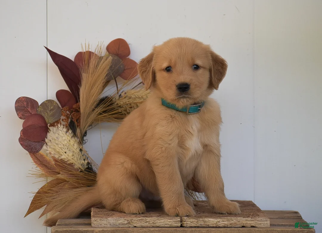 Golden Retriever dogs for sale: Kayson - Ad 1