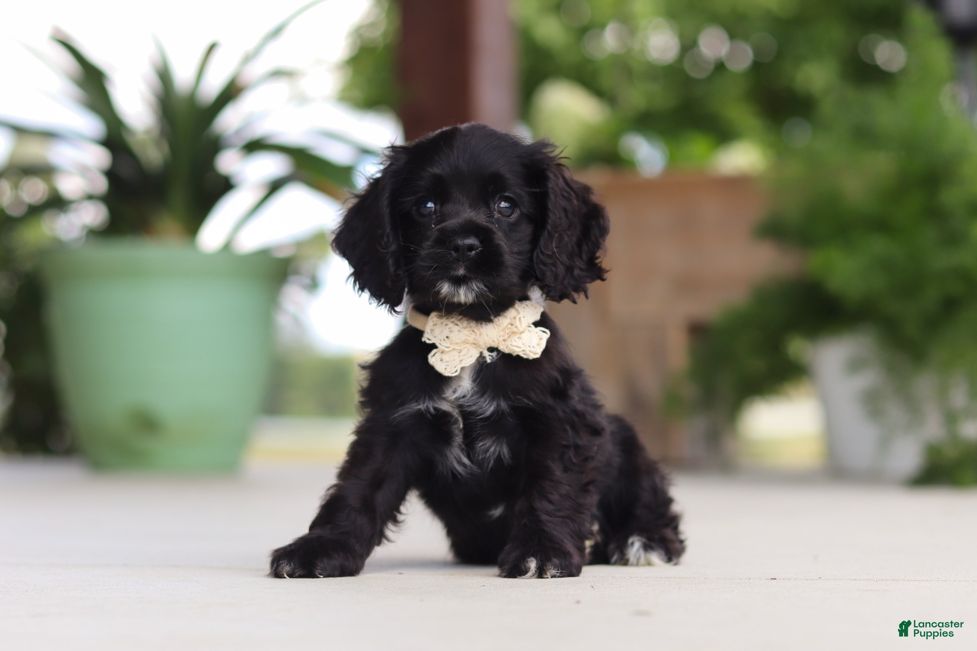 Cocker Spaniel dogs Betsy - Ad 1