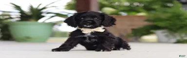Betsy