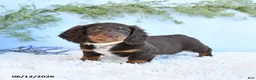 Miniature Dachshund dogs for sale: Sarah - Ad 5