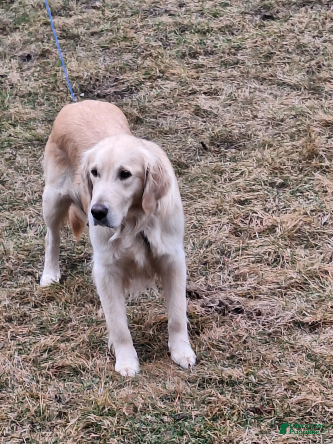 Golden Retriever dogs for sale: Charlotte  - Ad 2
