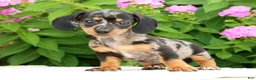 Miniature Dachshund dogs for sale: Jewel - Ad 4