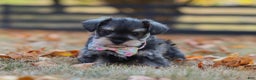 Miniature Schnauzer dogs for sale: Brianna - Ad 17