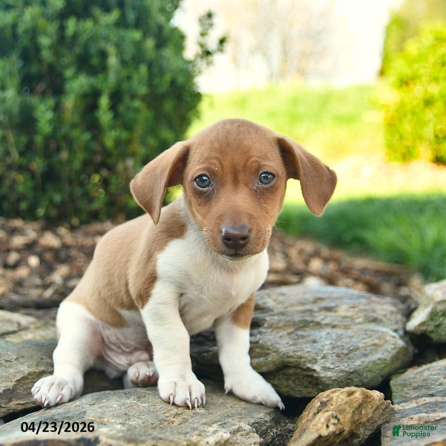 Mixed Breed dogs Chipmunk - Ad 2