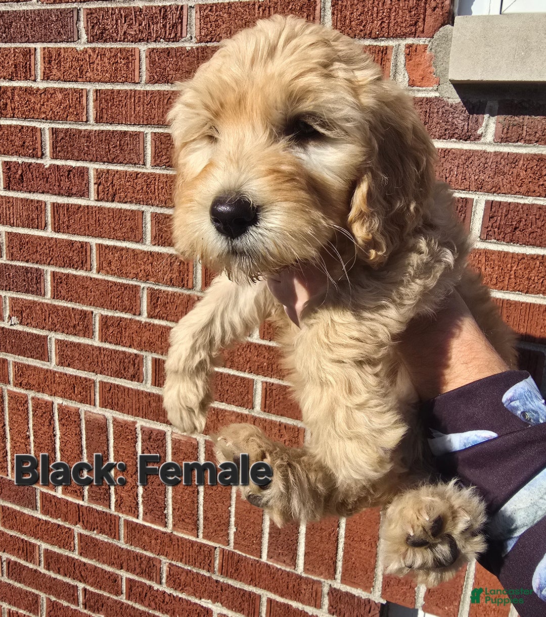 Goldendoodle dogs for sale: Goldendoodle Puppy Black - Ad 1