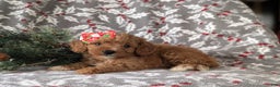 Cavapoo dogs for sale: Candace Hypoallergenic - Ad 4
