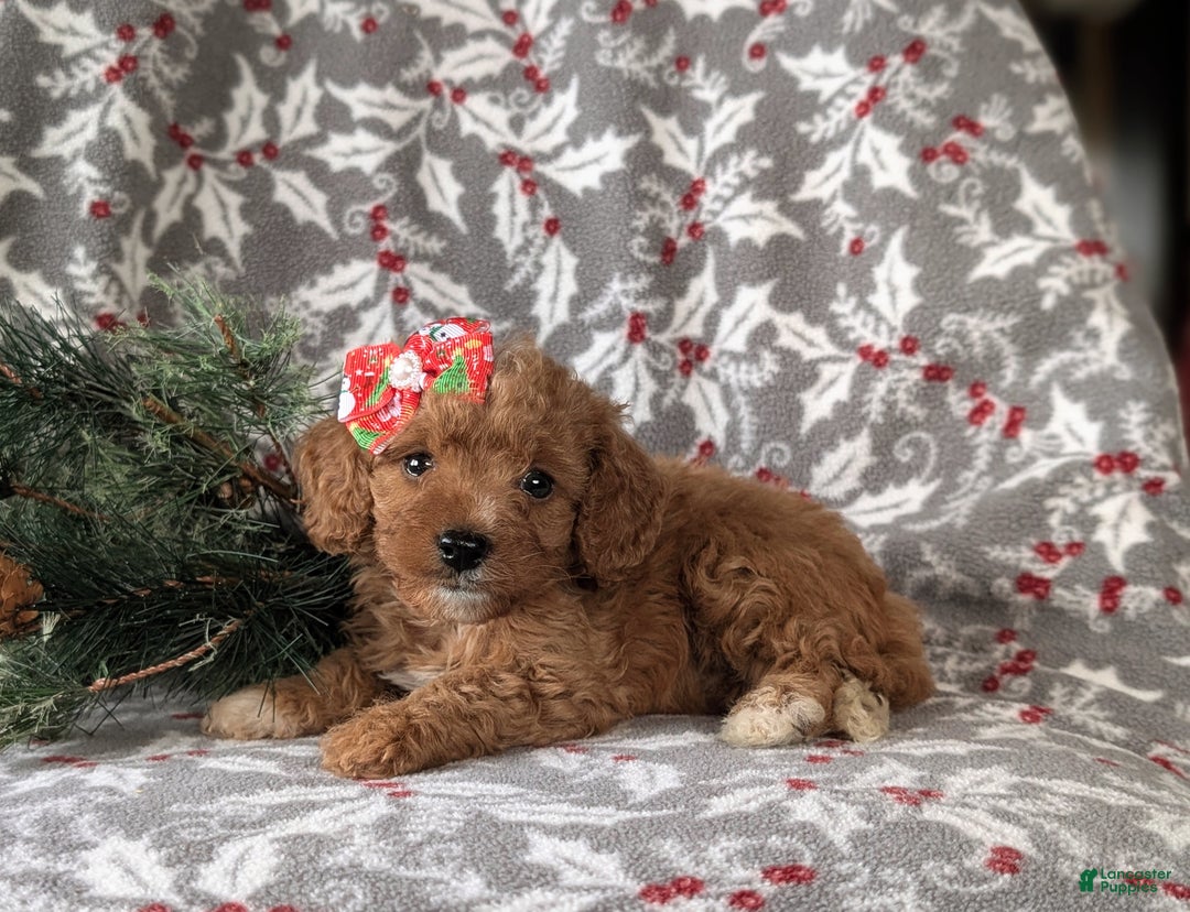 Cavapoo dogs for sale: Candace Hypoallergenic - Ad 4