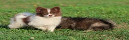 Pomeranian dogs for sale:  Milly - Ad 4