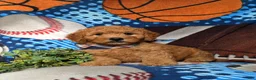 Goldendoodle dogs for sale: Dempsey Hypoallergenic - Ad 5